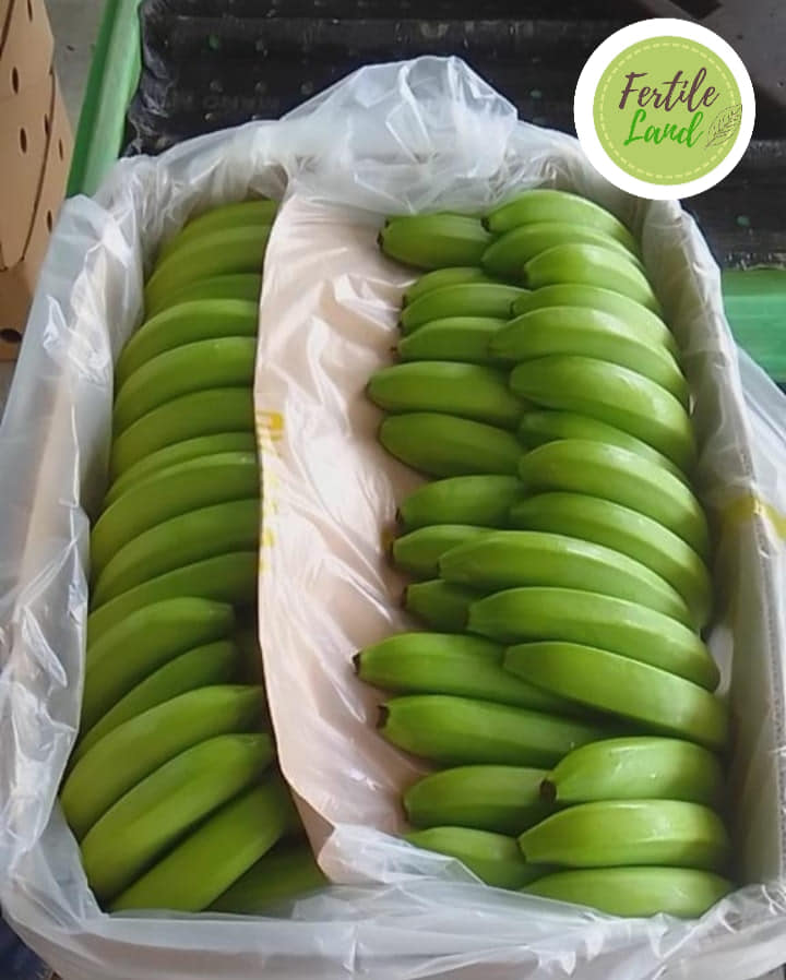 Banana