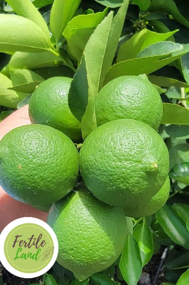 Limón