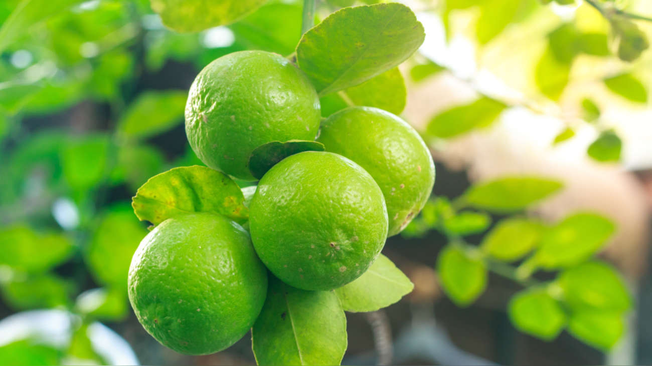 Cultivo de limones en Perú